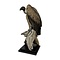 Mounted White-backed vulture