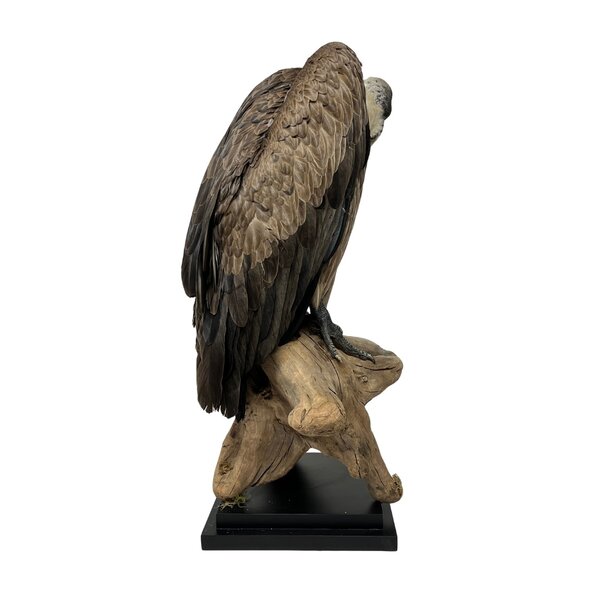 Mounted White-backed vulture