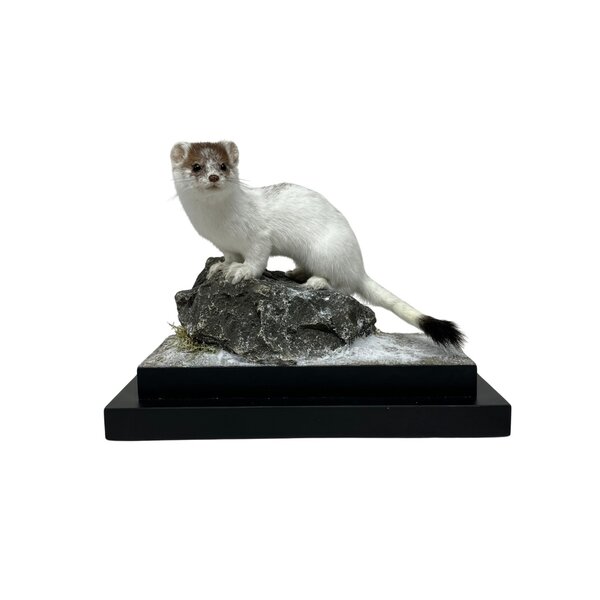 Mounted Stoat (ermine)