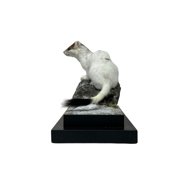 Mounted Stoat (ermine)