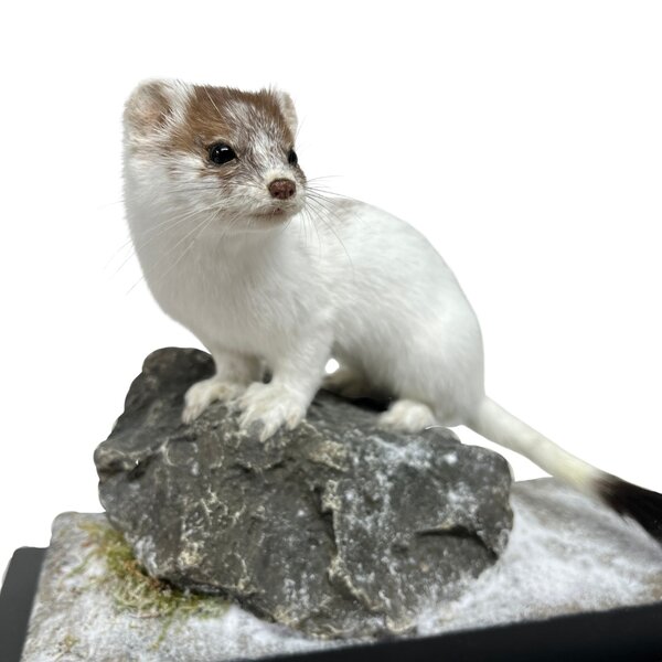 Mounted Stoat (ermine)