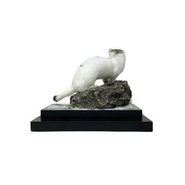 Mounted Stoat (ermine)