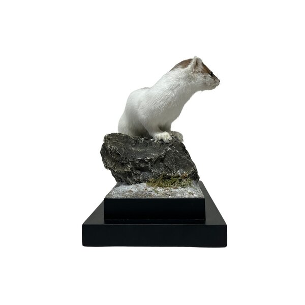 Mounted Stoat (ermine)