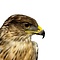 Mounted Ferruginous hawk