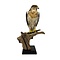 Mounted Ferruginous hawk