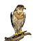 Mounted Ferruginous hawk