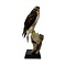 Mounted Ferruginous hawk