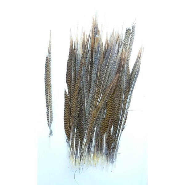 Goudfazant veren 50-60 cm veren (per 5 stuks)