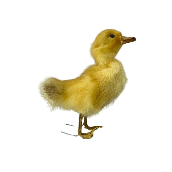 Mounted yellow duckling without pedestal