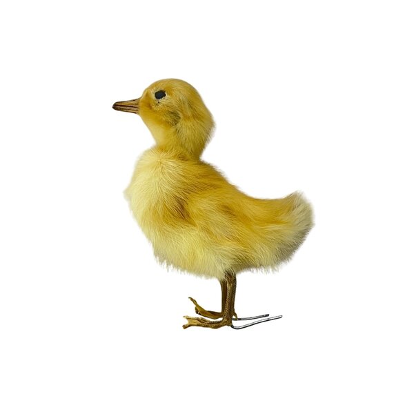 Mounted yellow duckling without pedestal