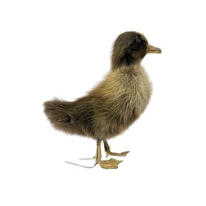 Mounted brown duckling without pedestal