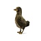Mounted brown duckling without pedestal