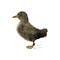 Mounted brown duckling without pedestal