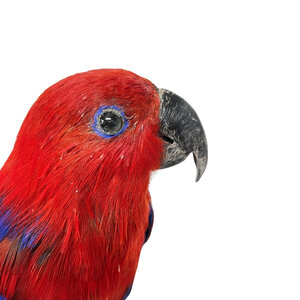 Mounted Eclectus parrot