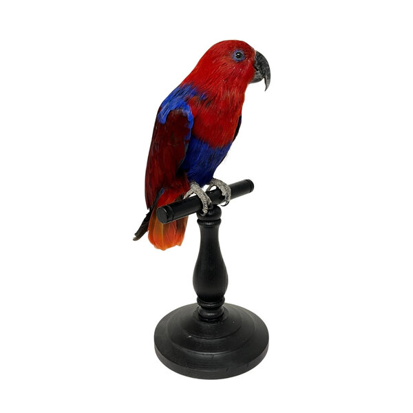 Mounted Eclectus parrot