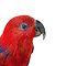 Mounted Eclectus parrot