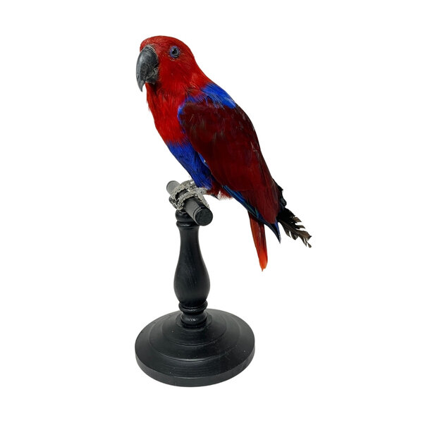 Mounted Eclectus parrot