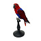 Mounted Eclectus parrot