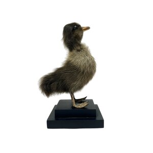 Mounted brown duckling on pedestal