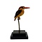 Opgezette Zwartrug Dwergijsvogel