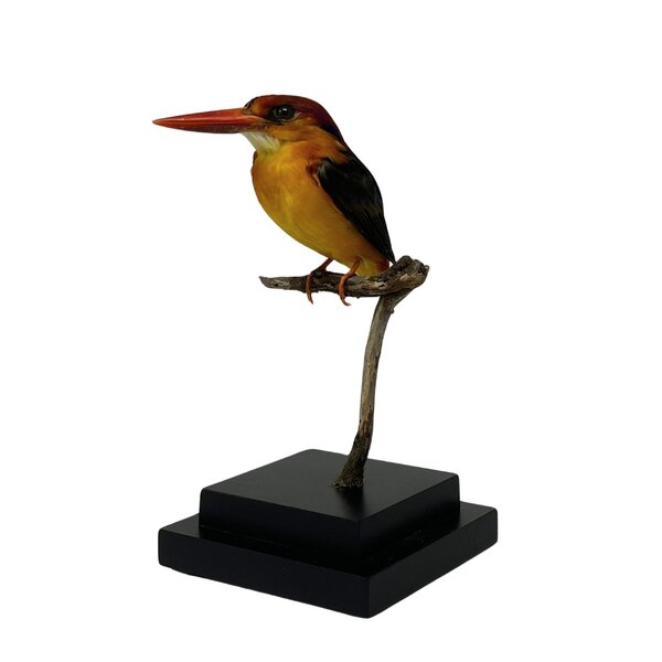 Mounted Black-backed dwarf kingfisher