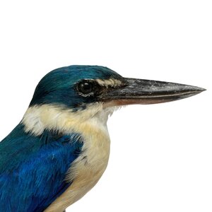Mounted collared kingfisher