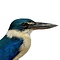 Opgezette Witkraagijsvogel