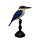 Mounted collared kingfisher