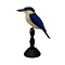 Mounted collared kingfisher