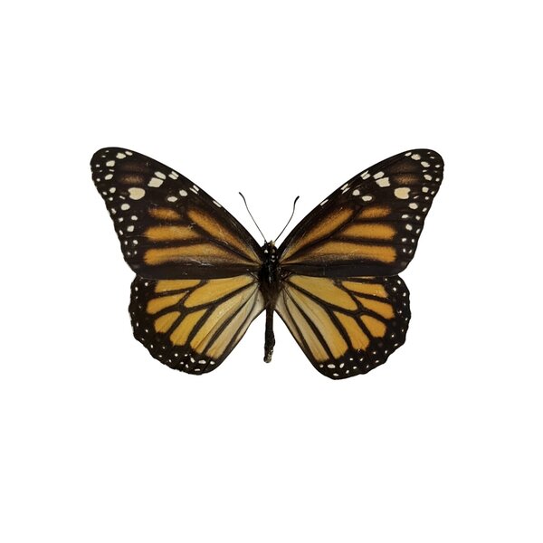 Danaus plexippus sp. - Monarchfalter (braun)