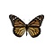 Danaus plexippus sp. - monarchvlinder (bruin)