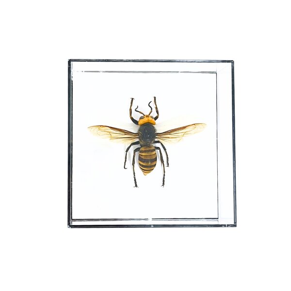 Asian giant hornet in glass box