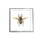 Asiatische Riesenhornisse in einer Glasbox