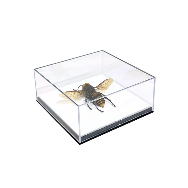 Asian giant hornet in glass box