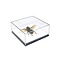 Asiatische Riesenhornisse in einer Glasbox