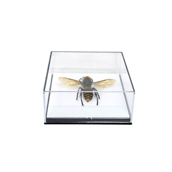 Asian giant hornet in glass box