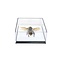 Asiatische Riesenhornisse in einer Glasbox