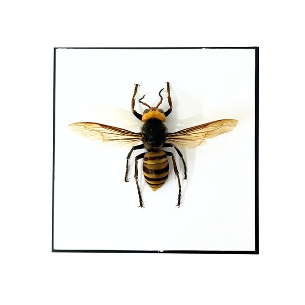 Asiatische Riesenhornisse in einer Glasbox