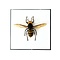 Asiatische Riesenhornisse in einer Glasbox