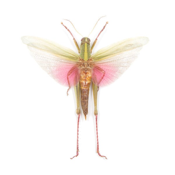 Chondracris Rosea ongeprepareerd