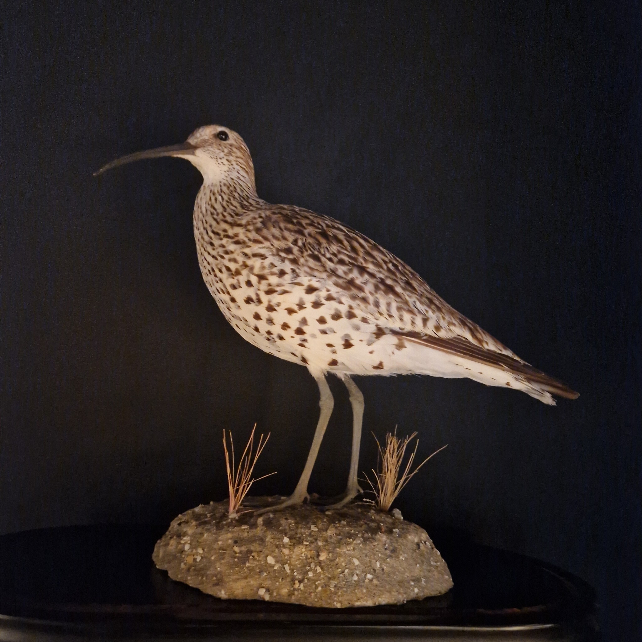 uitgestorven opgezette dunbekwulp in de Museumwinkel Nijmegen