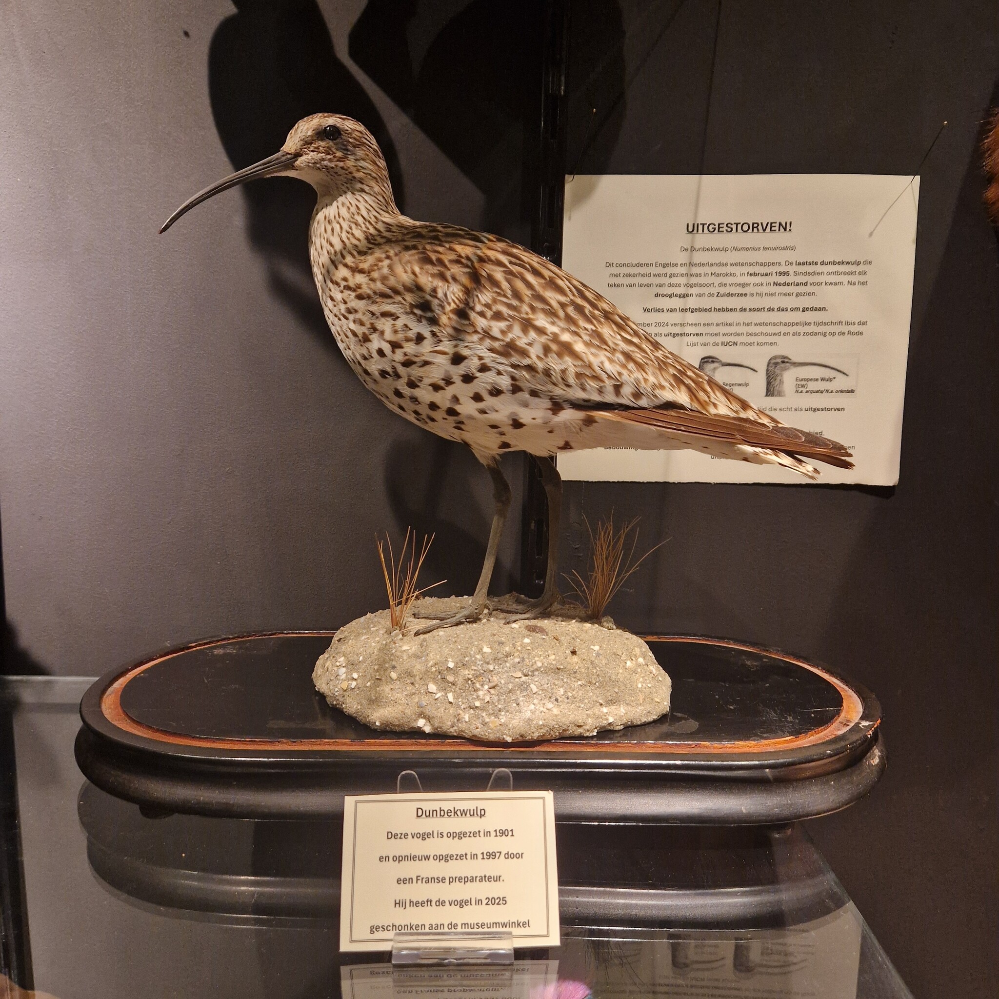 uitgestorven dunbekwulp