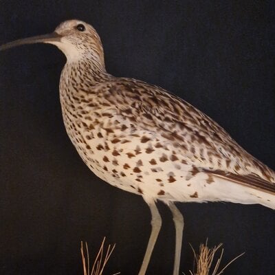 Protected but extinct: Mounted Slender-billed curlew exposes failures in nature policy