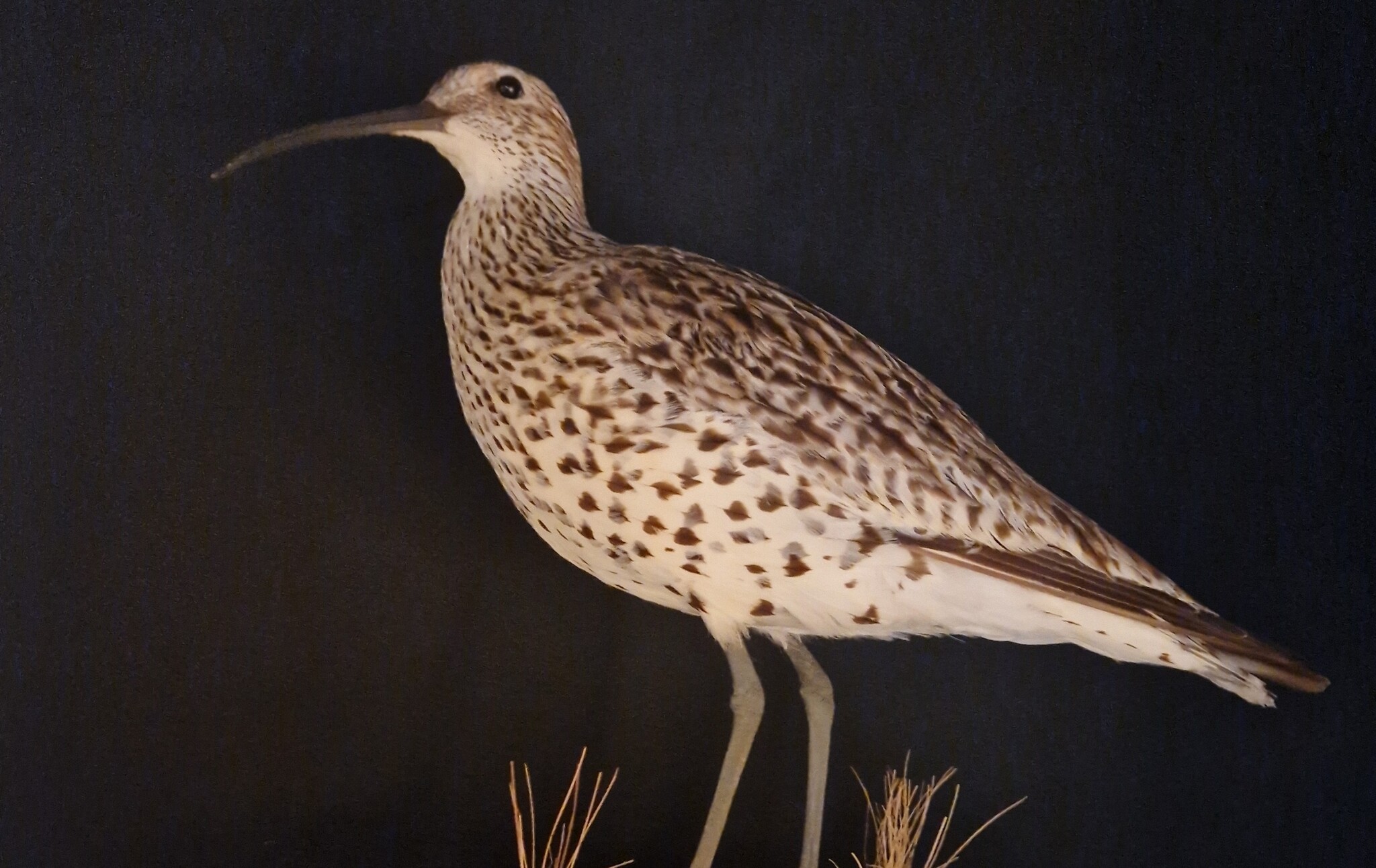 Protected but extinct: Mounted Slender-billed curlew exposes failures in nature policy