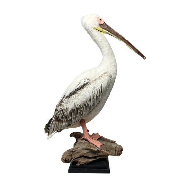 Mounted great white pelican