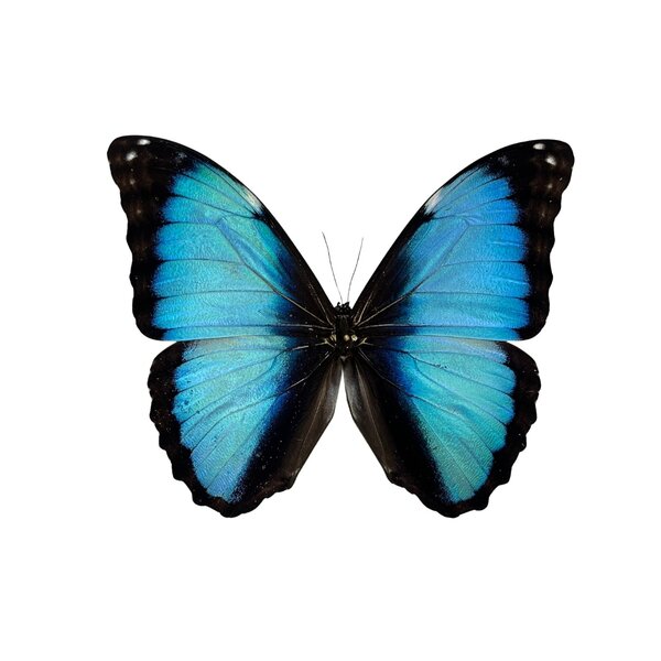 Morpho deidamia ongeprepareerd