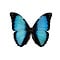 Morpho deidamia