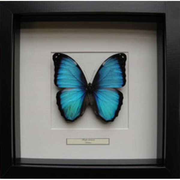 Morpho deidamia