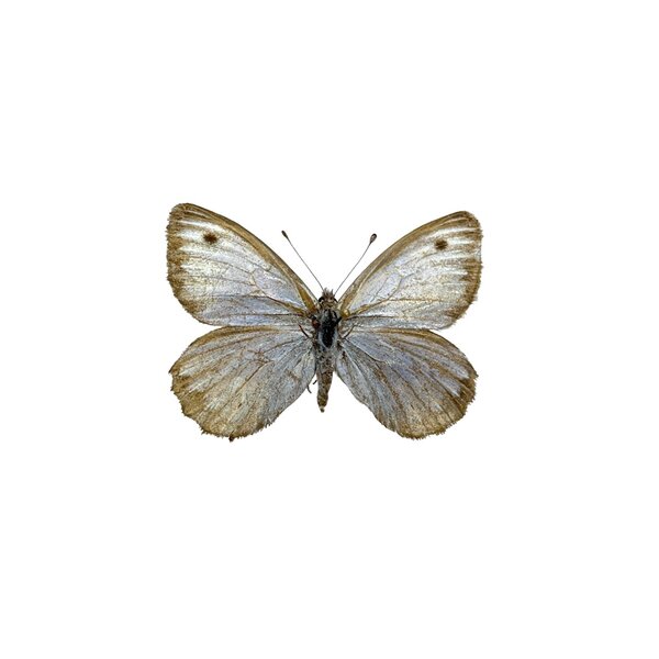 Argyrophorus aregenteus- bovenkant