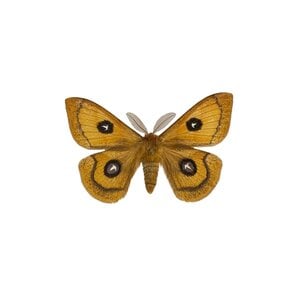 Aglia tau